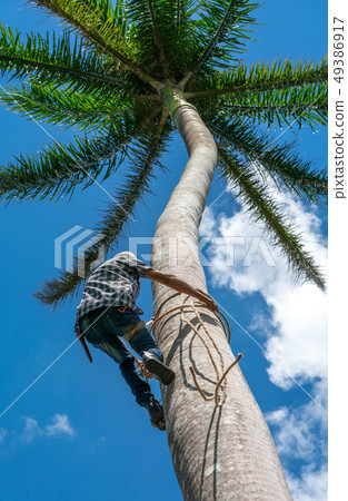Adult male climbs coconut tree to get coco nuts 49386917