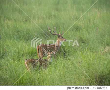 Sika or spotted deers herd in the elephant grass 49386934