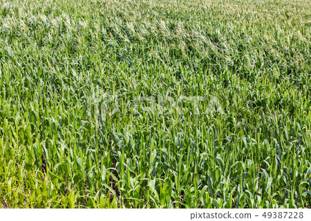 young corn field background young corn field background 49387228
