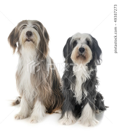 bearded collies in studio bearded collies in studio 49387273