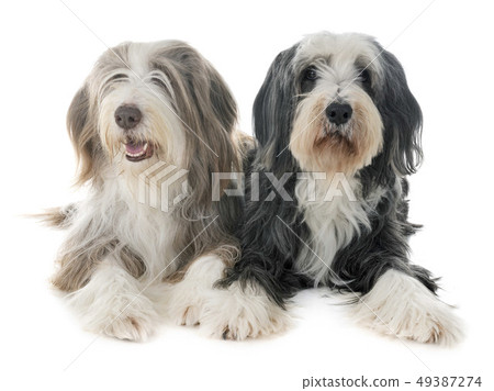 bearded collies in studio bearded collies in studio 49387274