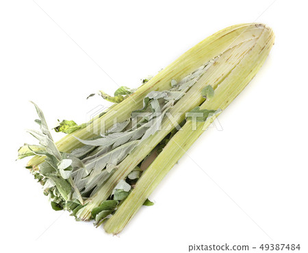 cardoon in studio cardoon in studio 49387484