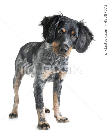 puppy brittany spaniel puppy brittany spaniel 49387572