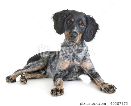 puppy brittany spaniel puppy brittany spaniel 49387573