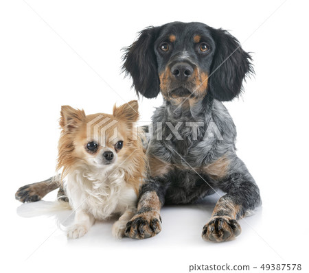 puppy brittany spaniel and chihuahua puppy brittany spaniel and chihuahua 49387578