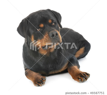 rottweiler in studio 49387751