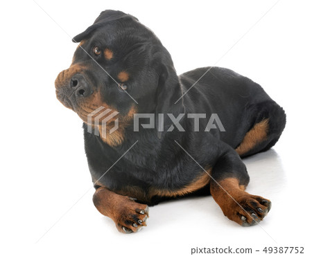 rottweiler in studio 49387752