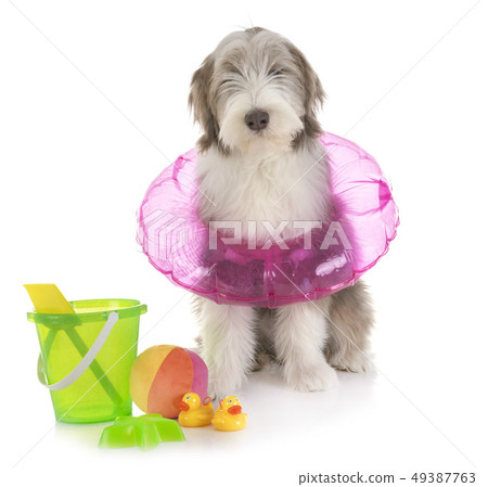 puppy bearded collie puppy bearded collie 49387763