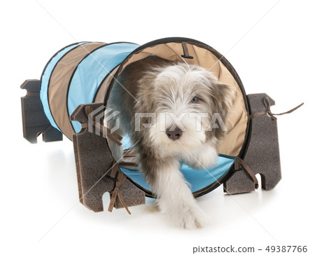 puppy bearded collie puppy bearded collie 49387766