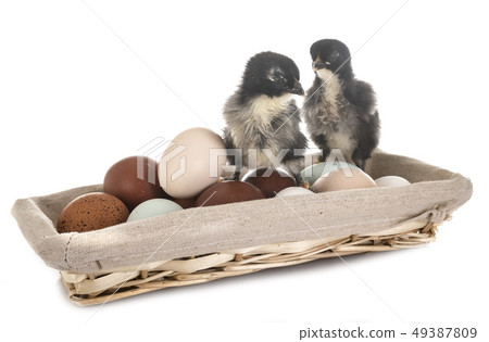 eggs and chicks 49387809