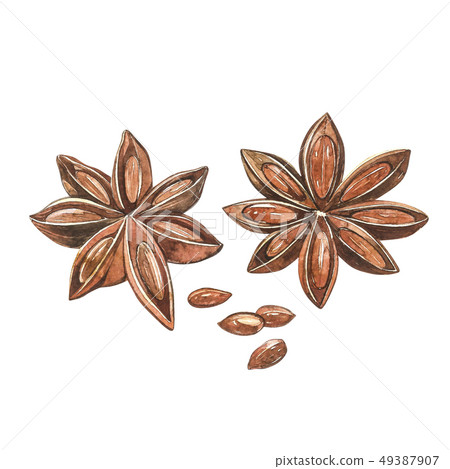 Star anise plants isolated on white background. Watercolor botanical illustration of culinary and Star anise plants isolated on white background. Watercolor botanical illustration of culinary and 49387907