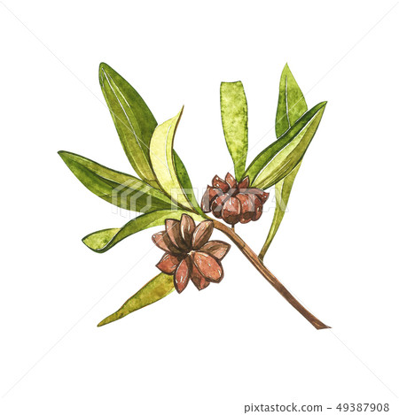 Star anise plants isolated on white background. Watercolor botanical illustration of culinary and Star anise plants isolated on white background. Watercolor botanical illustration of culinary and 49387908