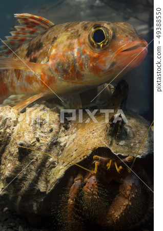 Hime and Ishida Miyadokari Hime and Ishida Miyadokari 49388550