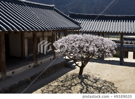 Cherry blossom, Chosan Seowon, Seowon, Tile house, Old town, Hanok, Andong, Gyeongbuk 49389020