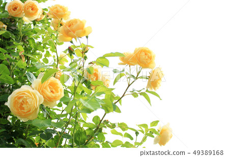 羅斯格雷厄姆托馬斯 49389168