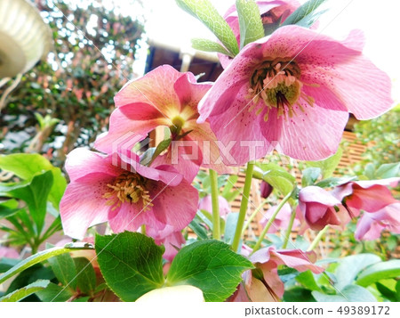 Pink flower pink christmas rose 49389172