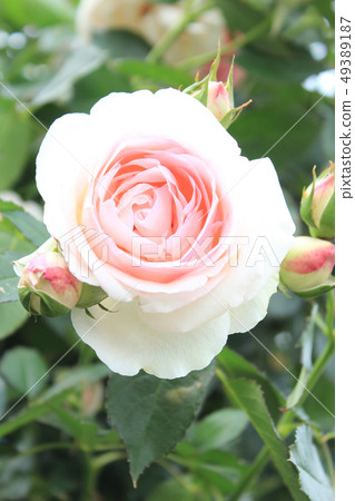 玫瑰新黎明 49389187