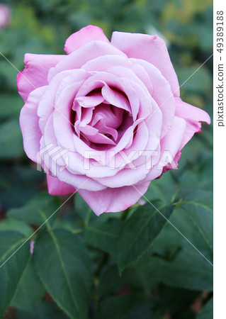 巴拉查爾斯戴高樂 巴拉查爾斯戴高樂 49389188