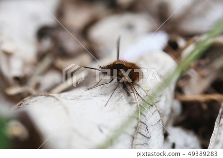 Velvet tree Abu 49389283