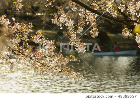 弘前公園西條櫻花 弘前公園西條櫻花 49389557