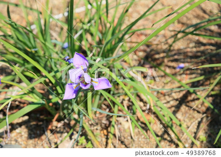 神崎鳶尾花 神崎鳶尾花 49389768