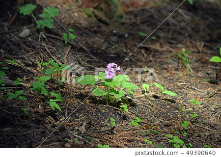 Bracken away 49390640