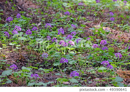 Bracken away Bracken away 49390641