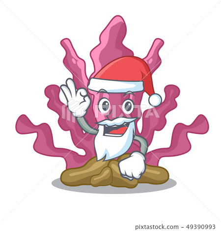 Santa pink seaweed in the mascot aquarium 49390993