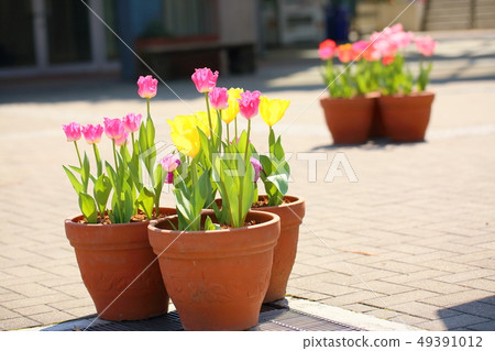 鬱金香花 鬱金香花 49391012