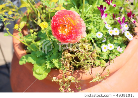 毛茛花 49391013