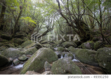 Yakushima Shiratani Unsuikyo Yakushima Shiratani Unsuikyo 49391250