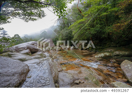 Yakushima Shiratani Unsuikyo Yakushima Shiratani Unsuikyo 49391267