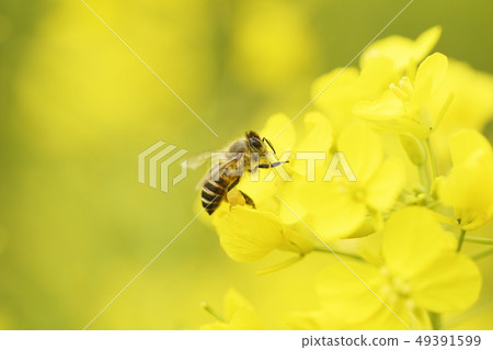 強姦開花日本蜜蜂蜂蜜蜜蜂蜜蜂蜜蜂春季-照片素材（圖片） [49391599