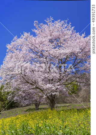  Cherry blossoms and blue sky 49391733