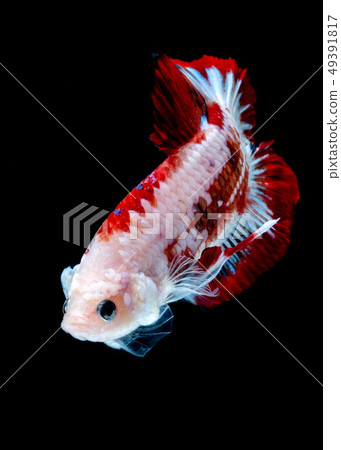 Betta fish Fight in the aquarium Betta fish Fight in the aquarium 49391817