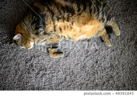 Cute cat sleeps perfect dream cat on a floor Cute cat sleeps perfect dream cat on a floor 49391843