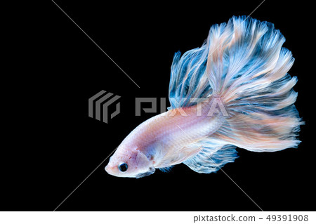 Betta fish Fight in the aquarium 49391908