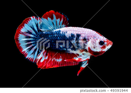 Betta fish Fight in the aquarium Betta fish Fight in the aquarium 49391944