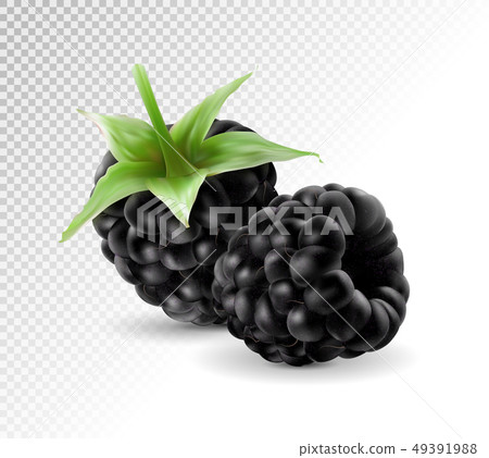 Sweet blackberries on the transprent background. Sweet blackberries on the transprent background. 49391988