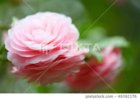 乙女山茶花 乙女山茶花 49392176