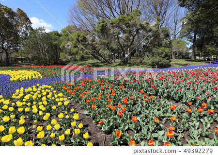 Tulip of Kiso Mikawa Park Tulip of Kiso Mikawa Park 49392279