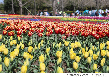 Tulip of Kiso Mikawa Park 49392315