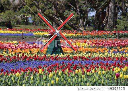 Tulip of Kiso Mikawa Park Tulip of Kiso Mikawa Park 49392325