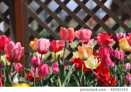 Tulip of Kiso Mikawa Park 49392343