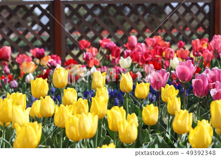 Tulip of Kiso Mikawa Park 49392348