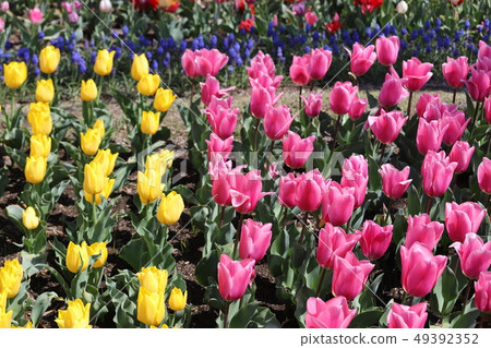 Kiso Mikawa公園的鬱金香 49392352