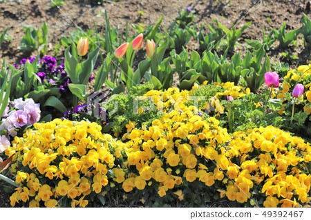 Spring scenery of Bami hilly park Spring scenery of Bami hilly park 49392467