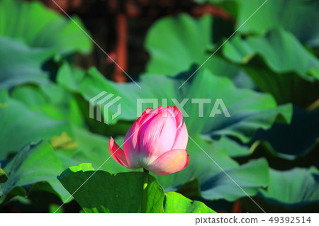 軟水圈，池塘，蓮花， 49392514