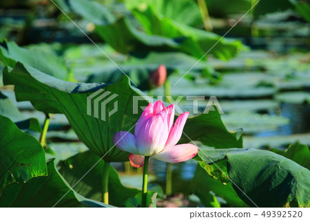 軟水圈，池塘，蓮花， 49392520