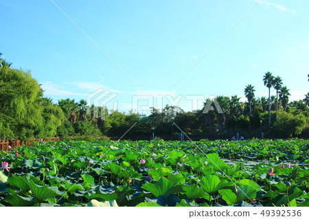 Soft water circle, pond, lotus flower, 49392536